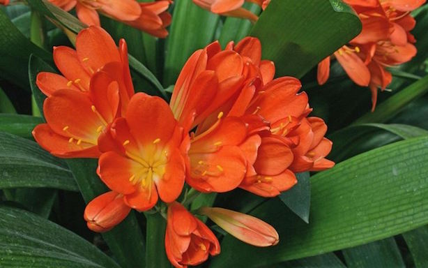 clivia
