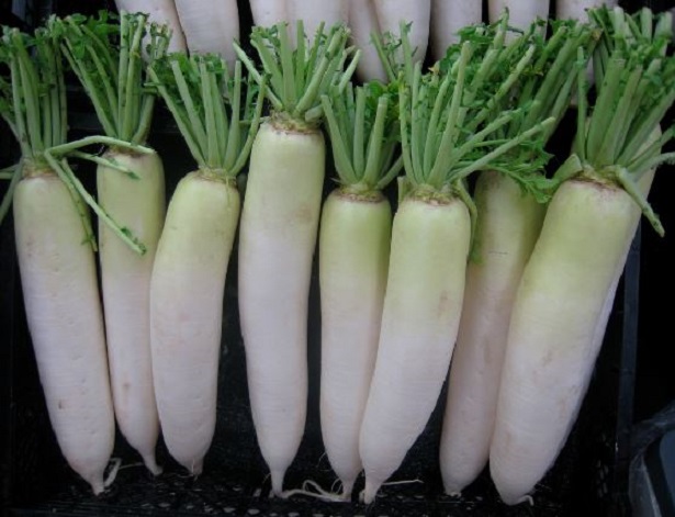 Daikon Daikon