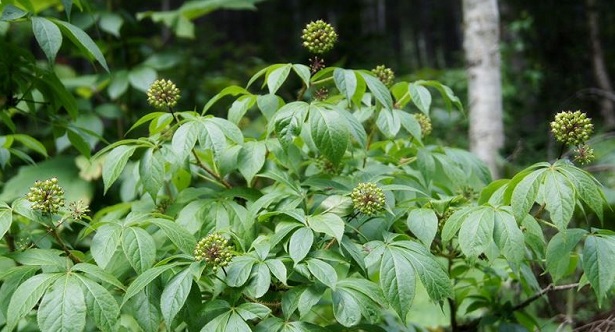 eleuterococco pianta