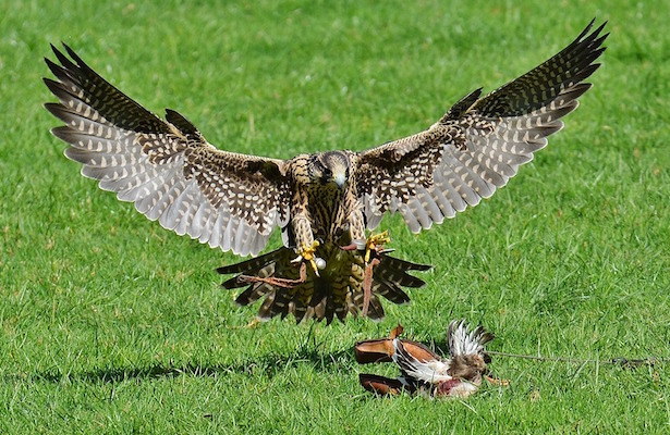 fotografare uccelli attrezzatura