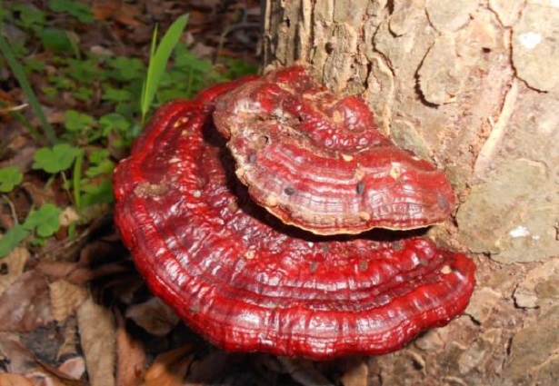 Ganoderma