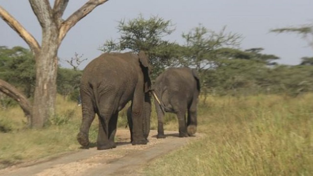 Gestazione Elefante Quanto Dura Idee Green