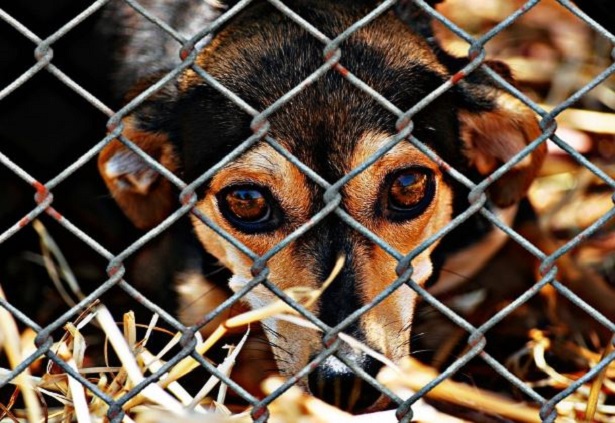 Giornata Internazionale Diritti degli animali