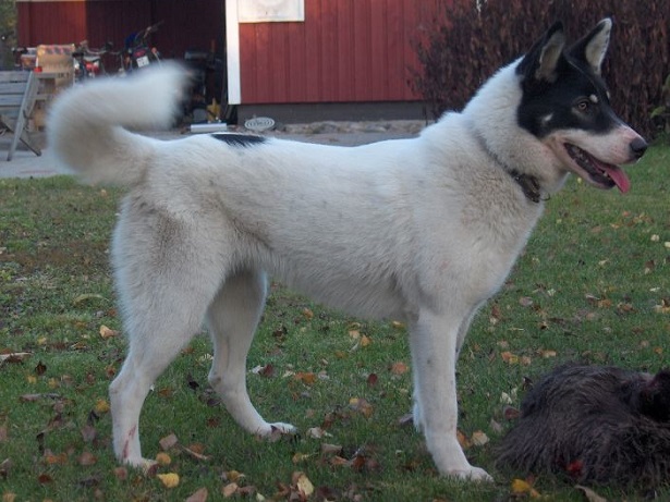 Laika della siberia orientale