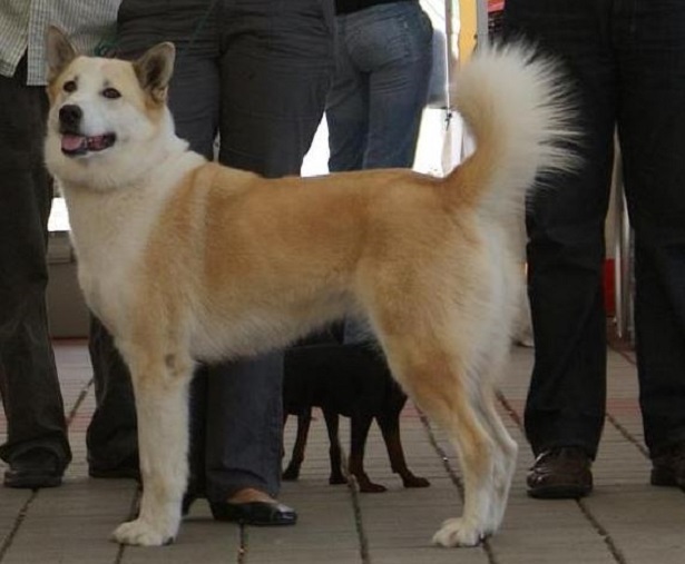 Laika della siberia orientale