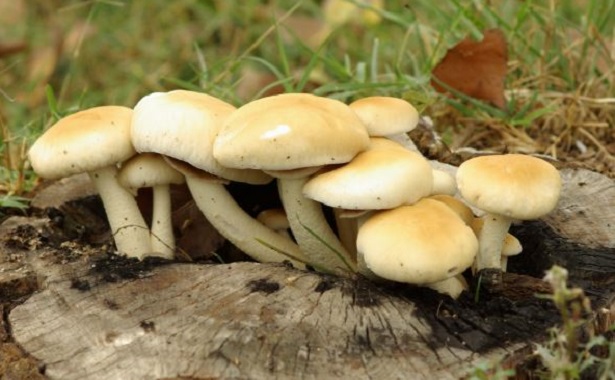 Piopparelli Piopparelli