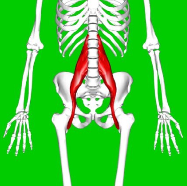 psoas