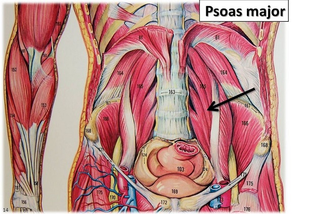 psoas