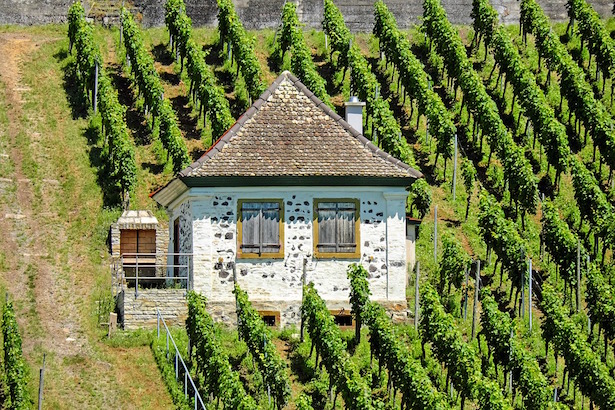 sovescio nel vigneto