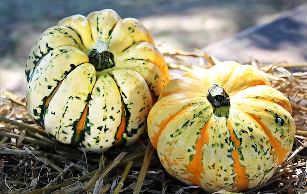 zucca varieta