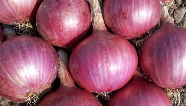 Come Sbucciare cipolle senza piangere Come Sbucciare cipolle senza piangere