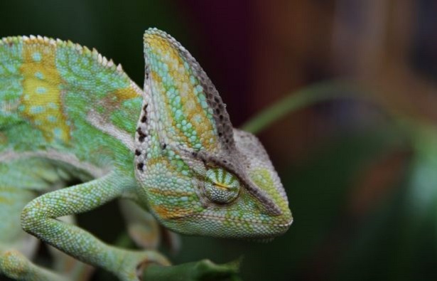 camaleonte camaleonte