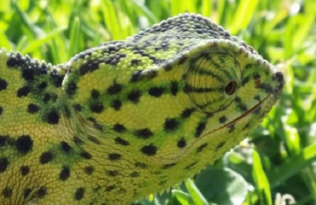 Camaleonte Caratteristiche Foto Colori E Prezzo Idee Green