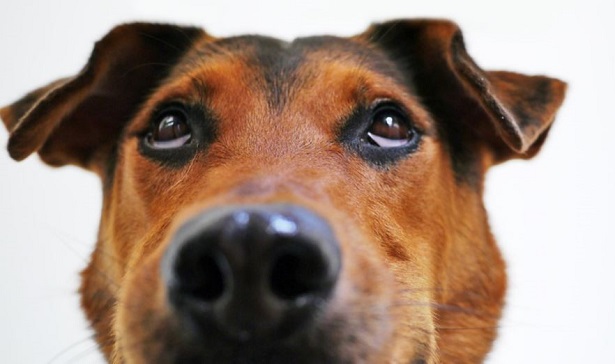 Come accarezzare un cane