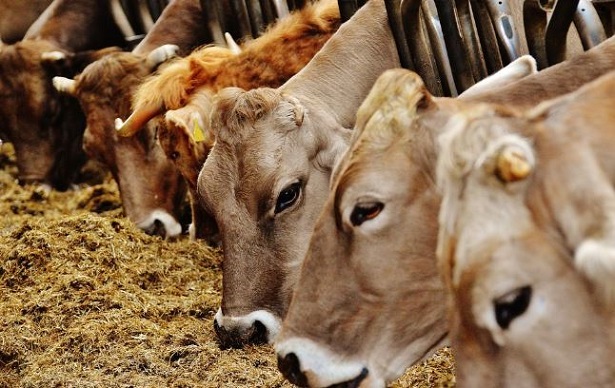 Filiera corta alimentare