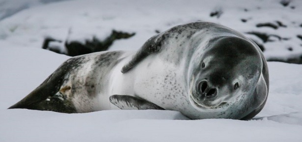 Foca Leopardo