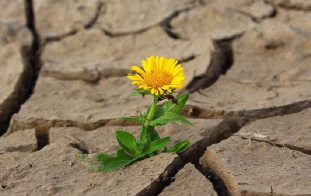 Gentilezza Gentilezza