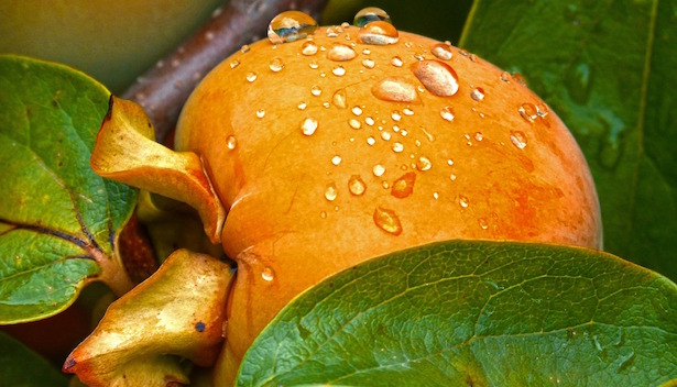 kaki, coltivazione kaki coltivazione