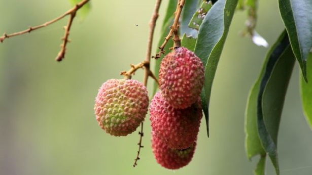 Litchi Litchi