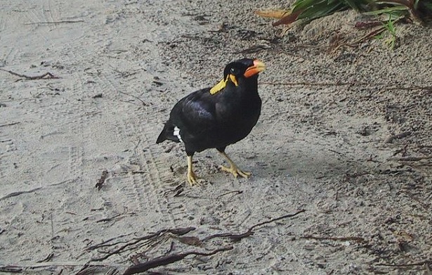 Merlo indiano Merlo indiano