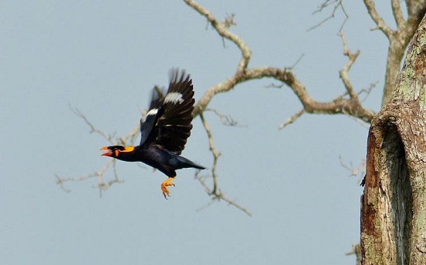 Merlo indiano Merlo indiano
