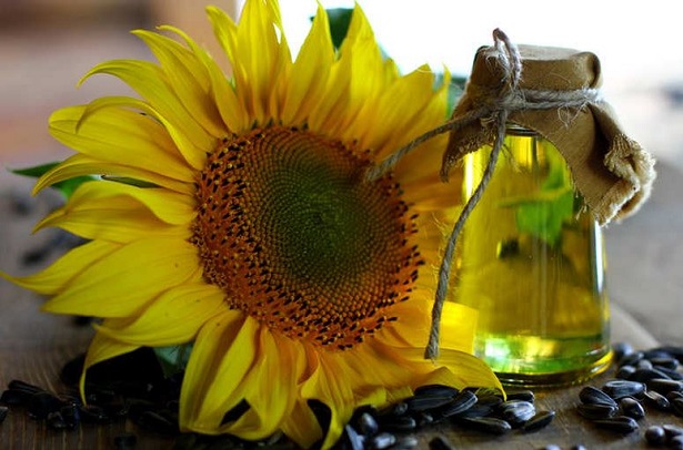 Olio di girasole