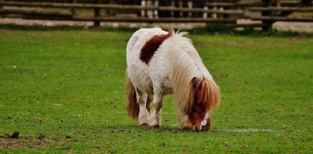 Pony
