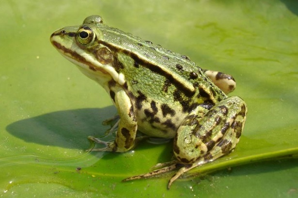 Rana domestica Rana domestica