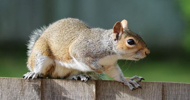 Scoiattolo grigio
