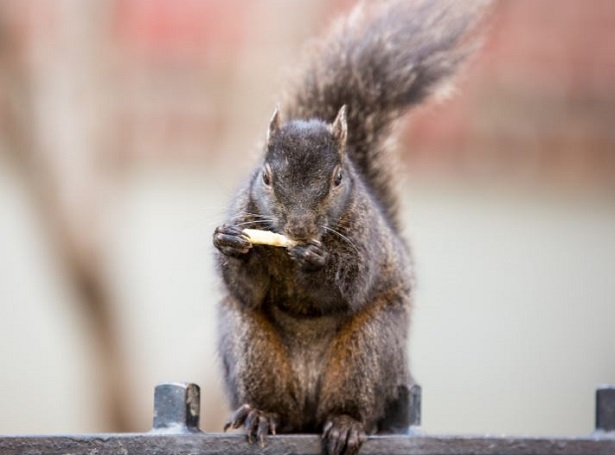scoiattolo grigio