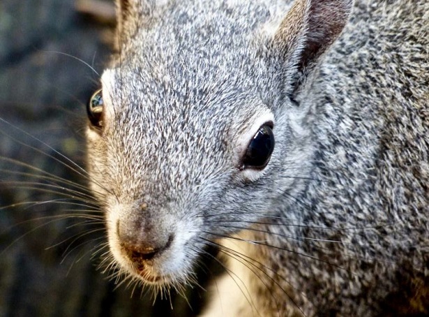 Scoiattolo grigio