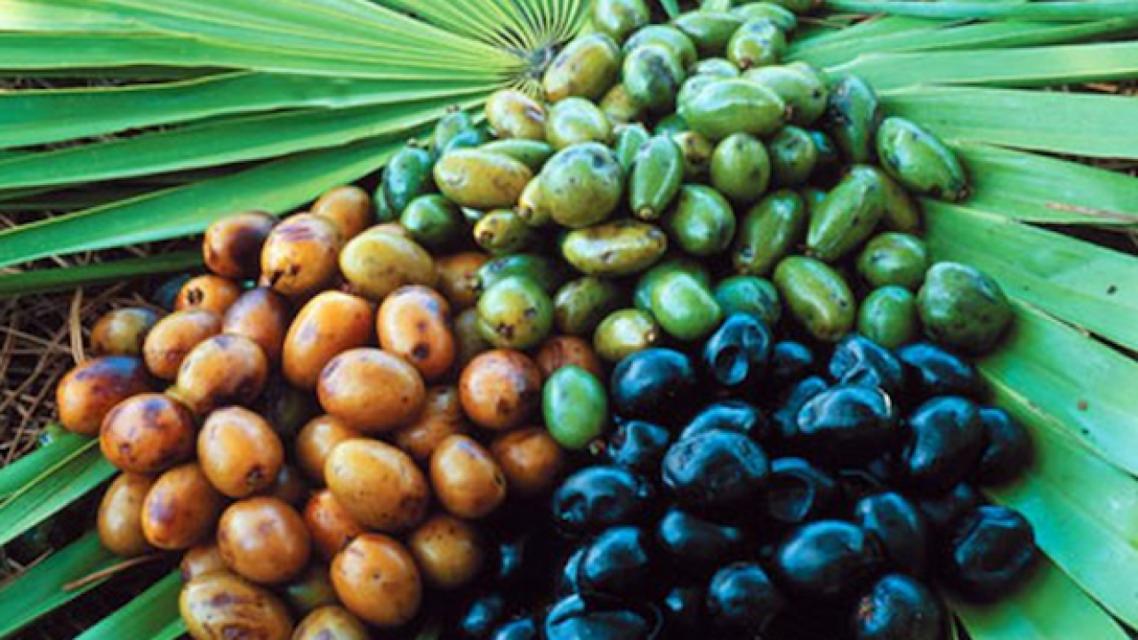 Экстракт пальмы сереноа. Saw Palmetto (Serenoa repens). Сереноа ползучая. Плоды пальмы сабаль. Экстракт плодов пальмы сабаль.
