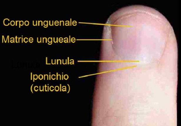 Unghie che si sfaldano