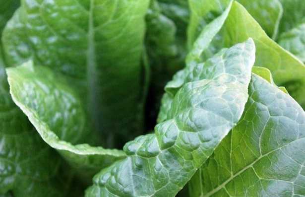 ortaggi ricchi di clorofilla ortaggi ricchi di clorofilla