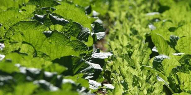 Clorofilla Clorofilla