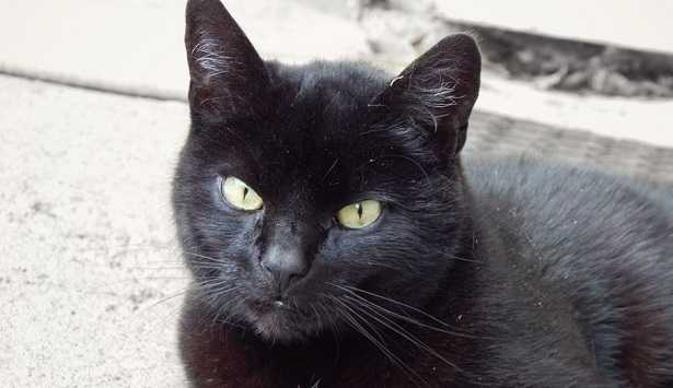 Colori Gatti E Genetica Idee Green