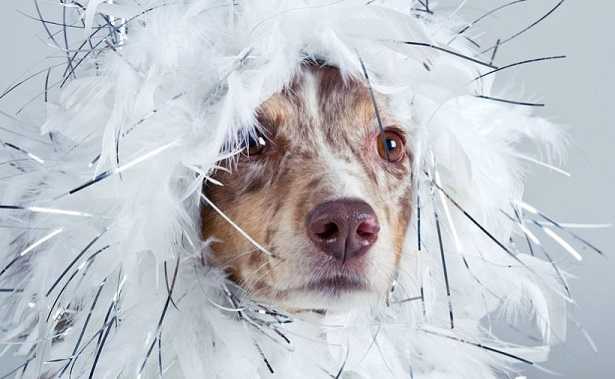 Stress nel cane e stress nel gatto Stress nel cane e stress nel gatto