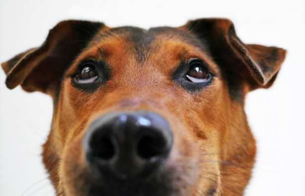 Stress nel cane e stress nel gatto Stress nel cane e stress nel gatto