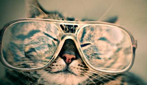 Stress nel cane e stress nel gatto Stress nel cane e stress nel gatto