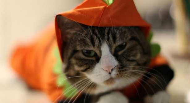 Stress nel cane e stress nel gatto Stress nel cane e stress nel gatto