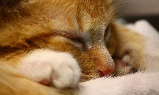 Malattie pelle gatto