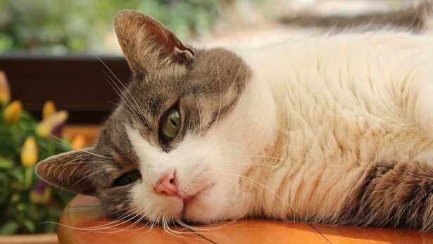 Malattie pelle gatto