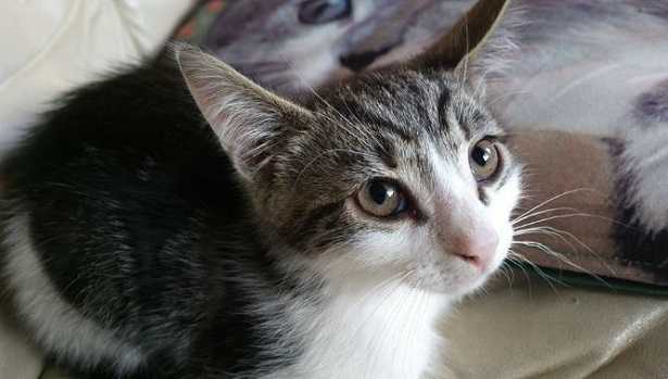 Malattie pelle gatto