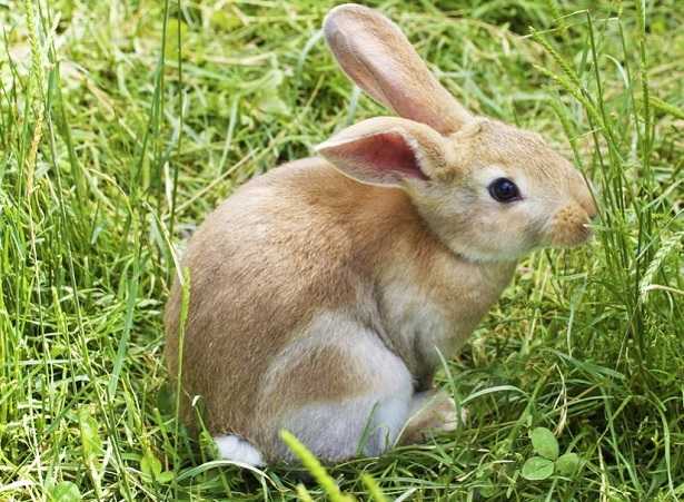 Alimentazione coniglio Alimentazione coniglio