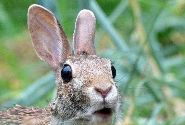Alimentazione coniglio Alimentazione coniglio