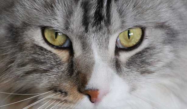 Cambio pelo del gatto Cambio pelo del gatto