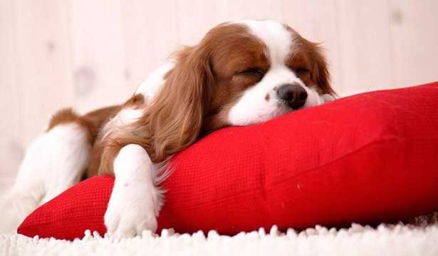 Cattivo odore del cane