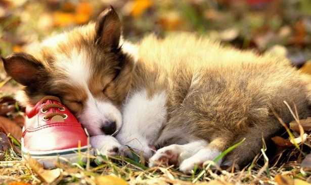 Cattivo odore del cane