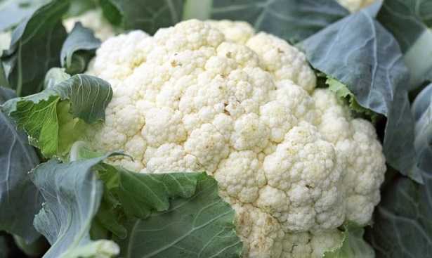 Cavolfiore ricette