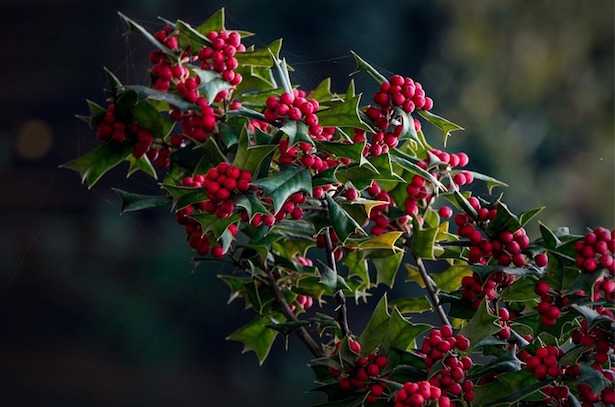 coltivare agrifoglio